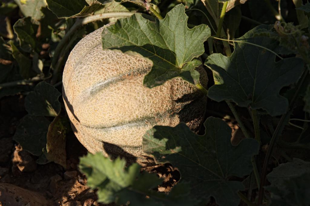 فيلا Castiglione dʼOrciaفي Podere Casella المظهر الخارجي الصورة