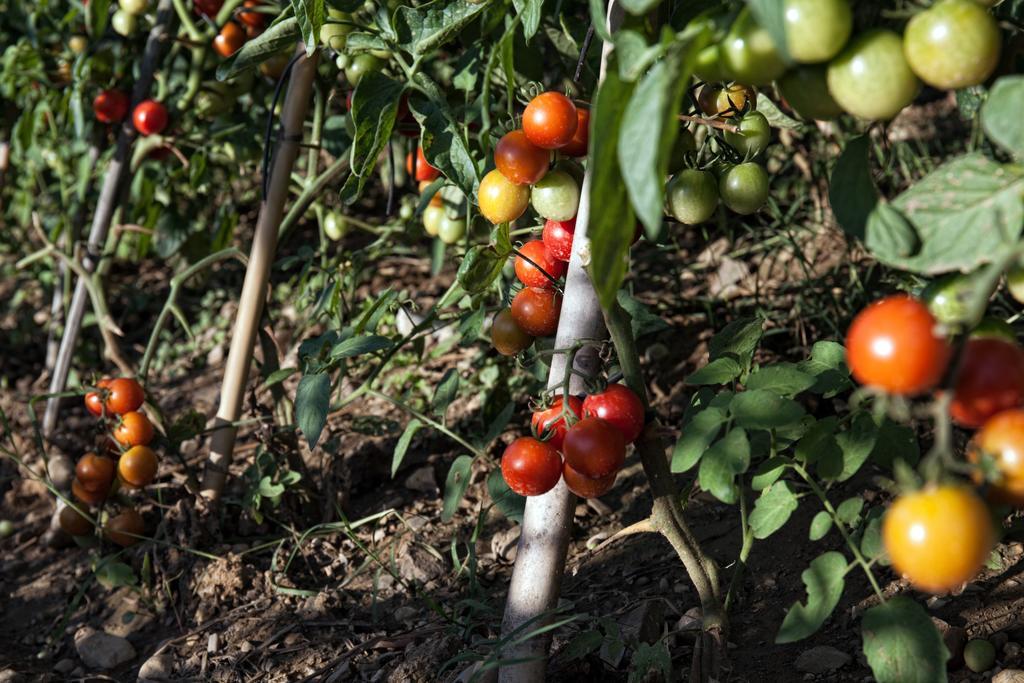 فيلا Castiglione dʼOrciaفي Podere Casella المظهر الخارجي الصورة